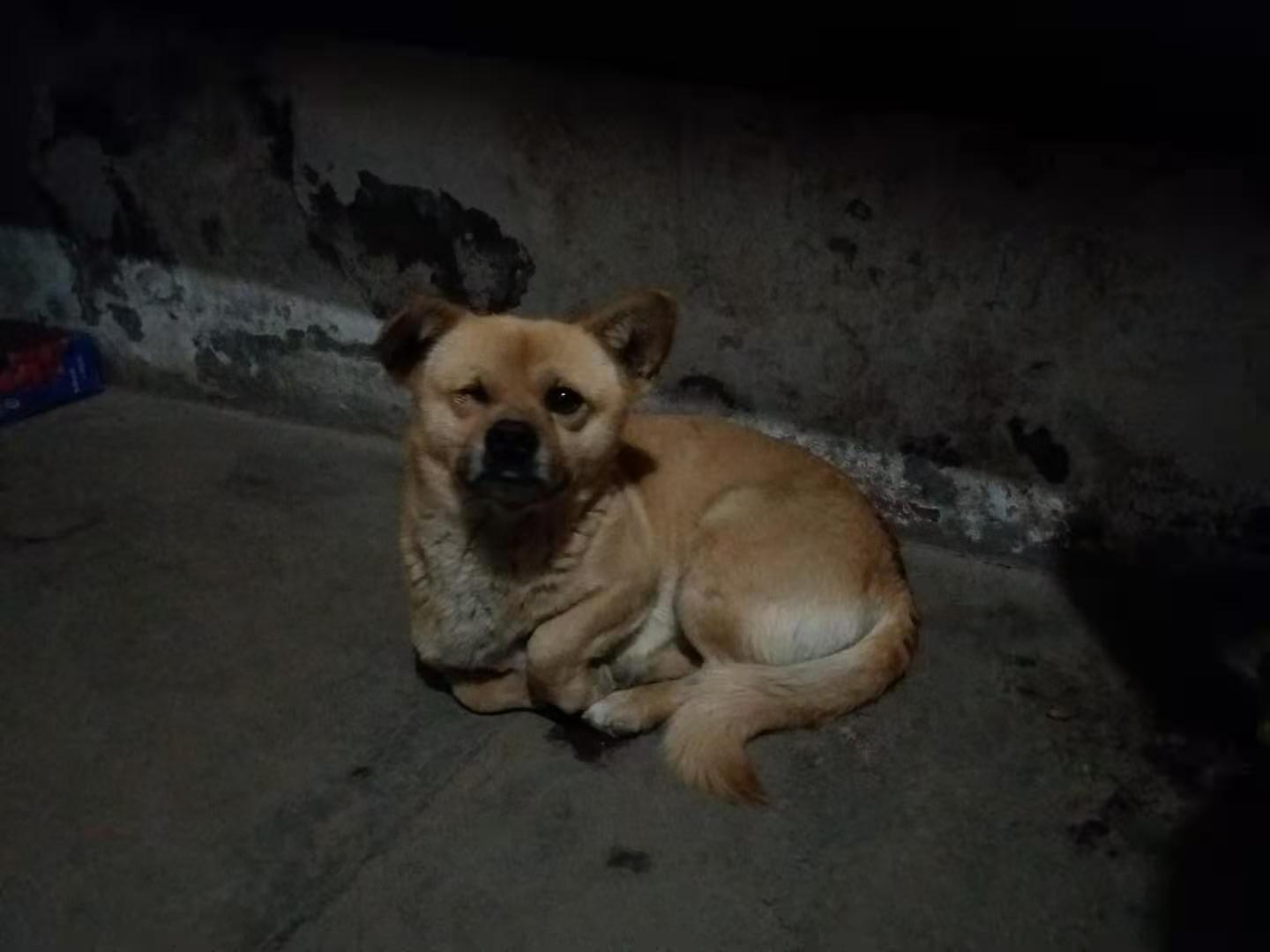 一只狗的自述故事,一只狗的自述翻唱