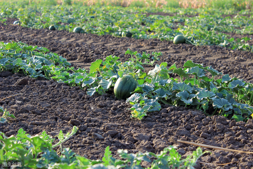 严防瓜类作物爆发病毒,高温高湿利于作物病毒病发生吗