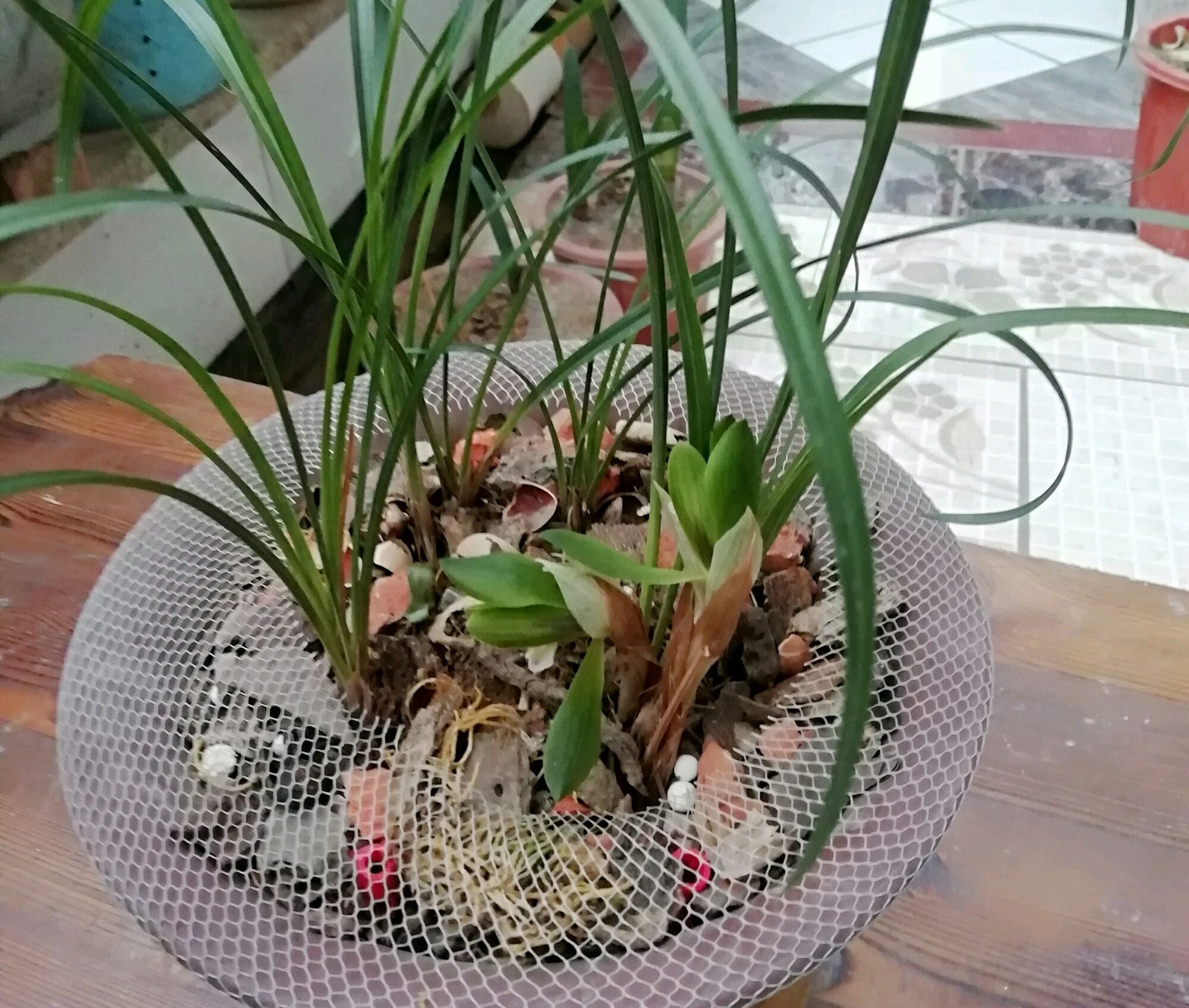 兰花冒尖是要开花了吗,兰花出花苞后黑尖怎么办