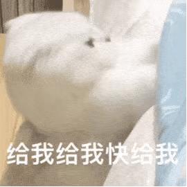 可爱表情包猫猫超开心,猫猫表情包可爱粉粉嫩嫩生气