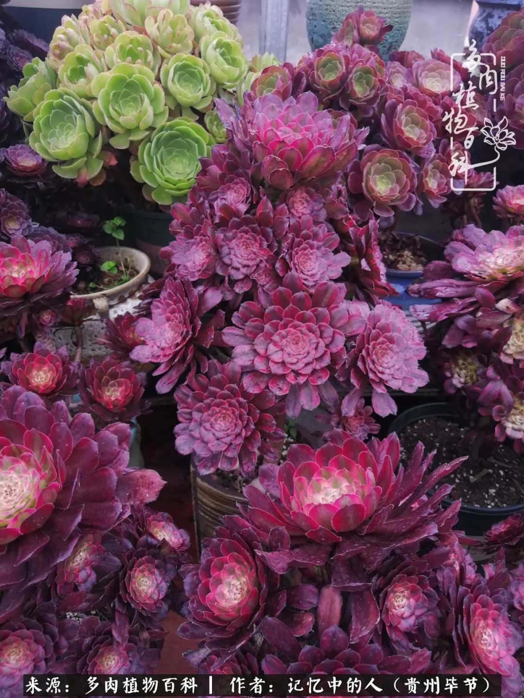 我心中的玫瑰原唱,我心中的玫瑰全部歌曲