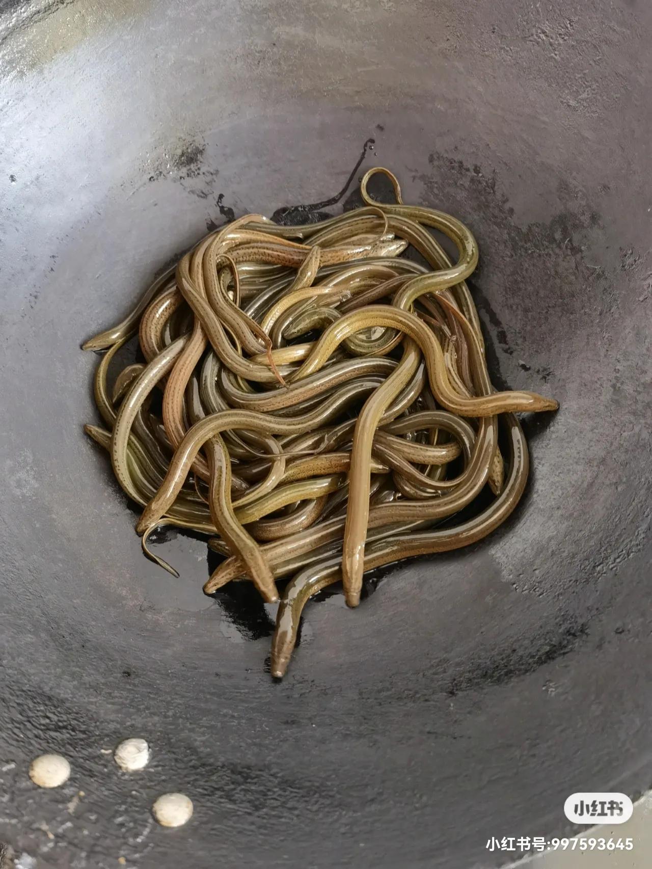 太极头鳝鱼是哪里的,太极头黄鳝