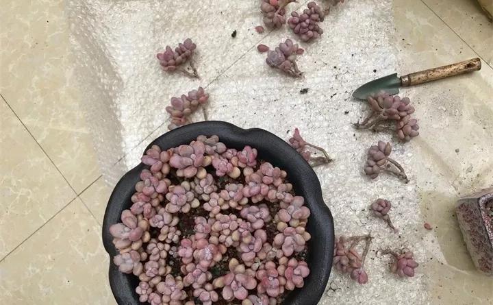 刚买的花，发蔫落苞加黄叶！为什么呢？多半是放错了位置