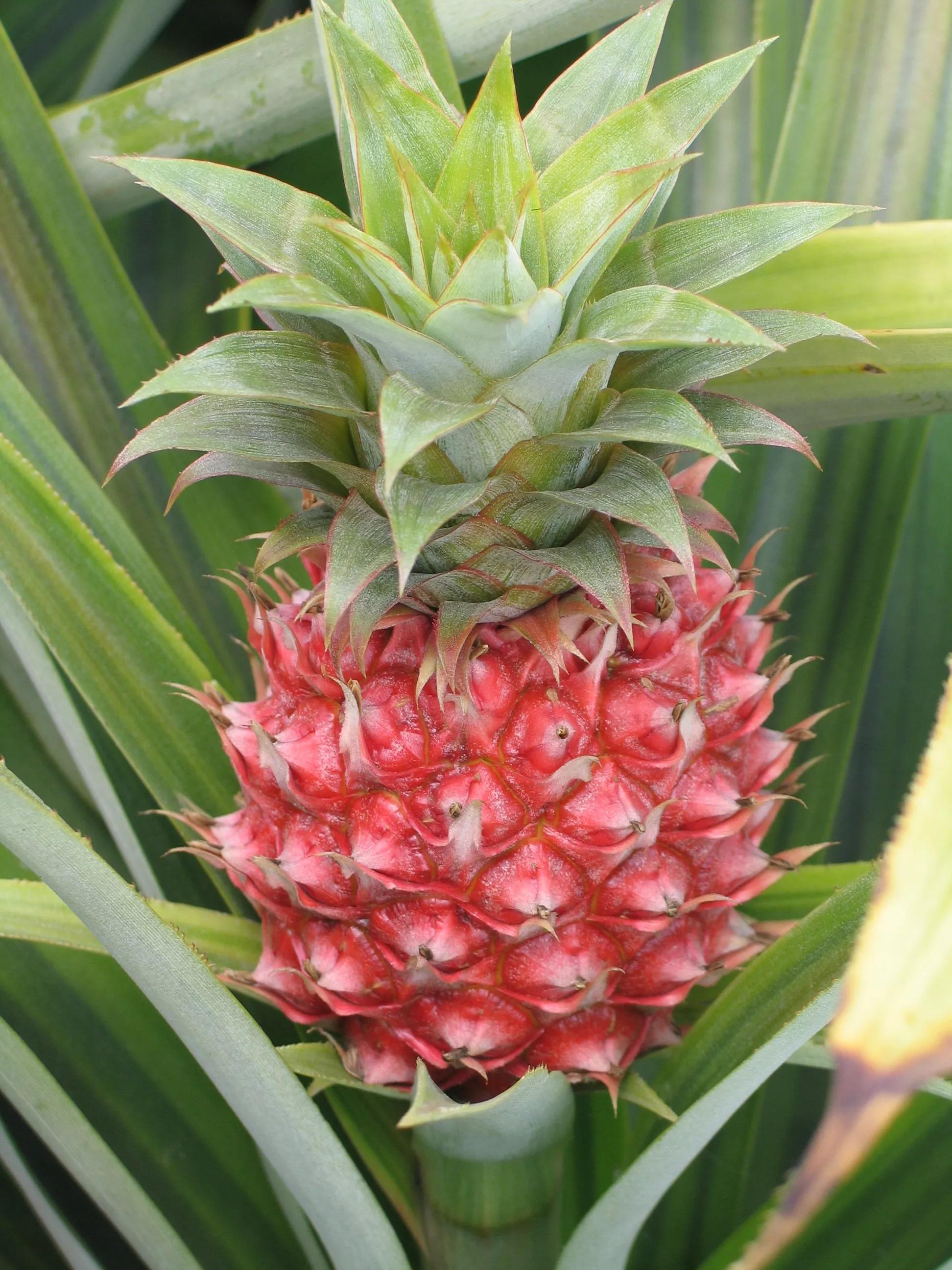 海南热带水果都有哪些,人心果是一种典型的热带水果