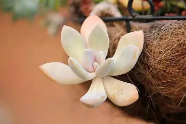 容易爆盆又好养的多肉你值得拥有,容易养好养活而且便宜的多肉