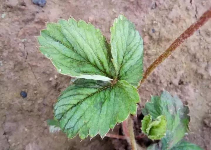 蓟马虫害后的草莓苗图片,蓟马导致草莓不长怎么办