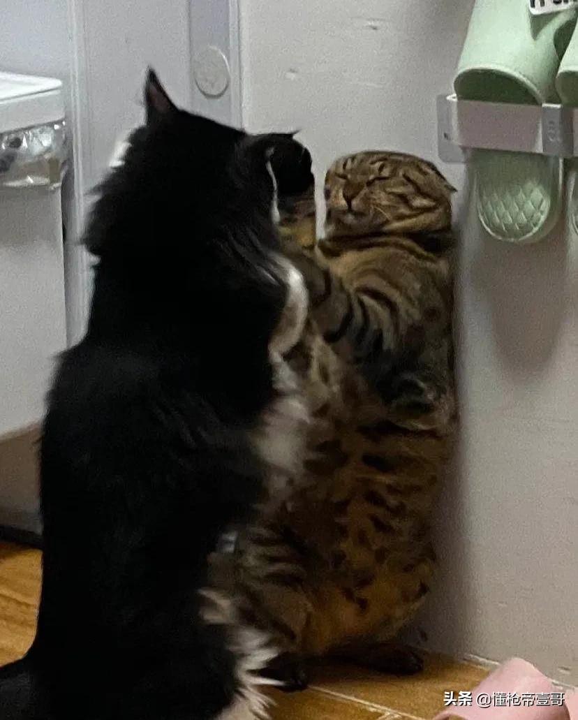 涓浗鏋鏈烘灙,涓浗鍐涚敤姝ユ灙鏈烘灙