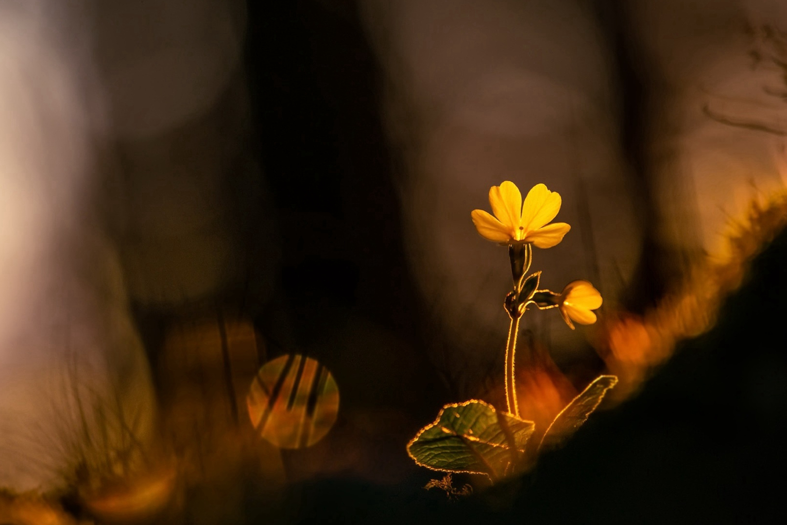 深度解析狮子座性格特点,一句话总结狮子座性格