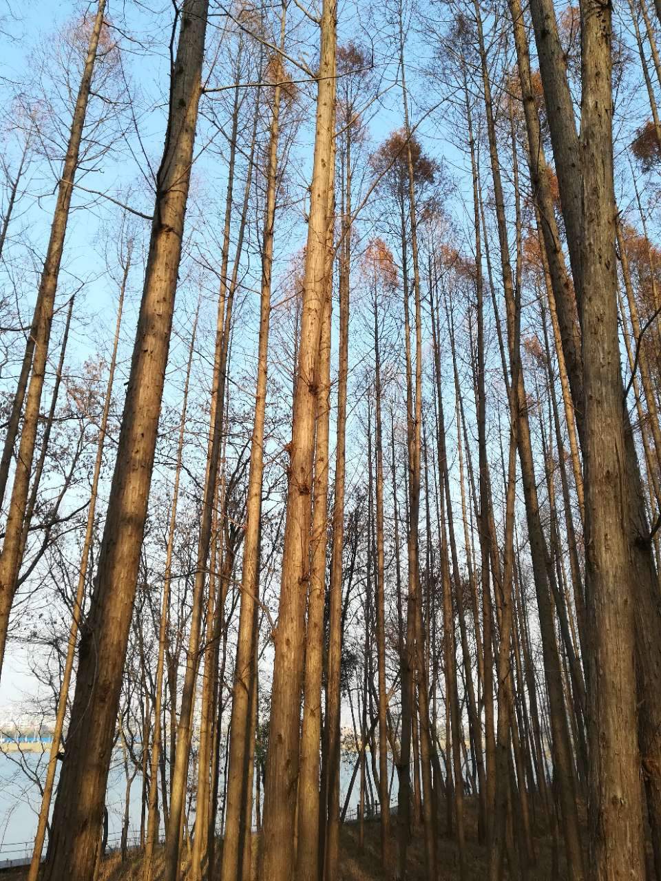 淮南湿地风光视频,淮南公园景点大全