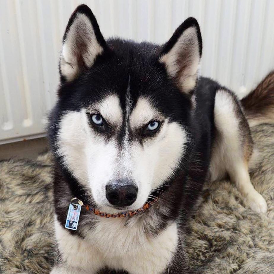 像哈士奇一样的小土狗是什么狗,比哈士奇还像狼的犬种