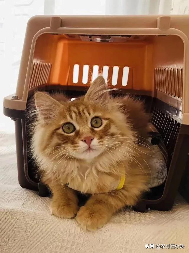 新手宠物主该如何跟猫咪交流，不要再瞎叫唤了，他们真的听不懂！