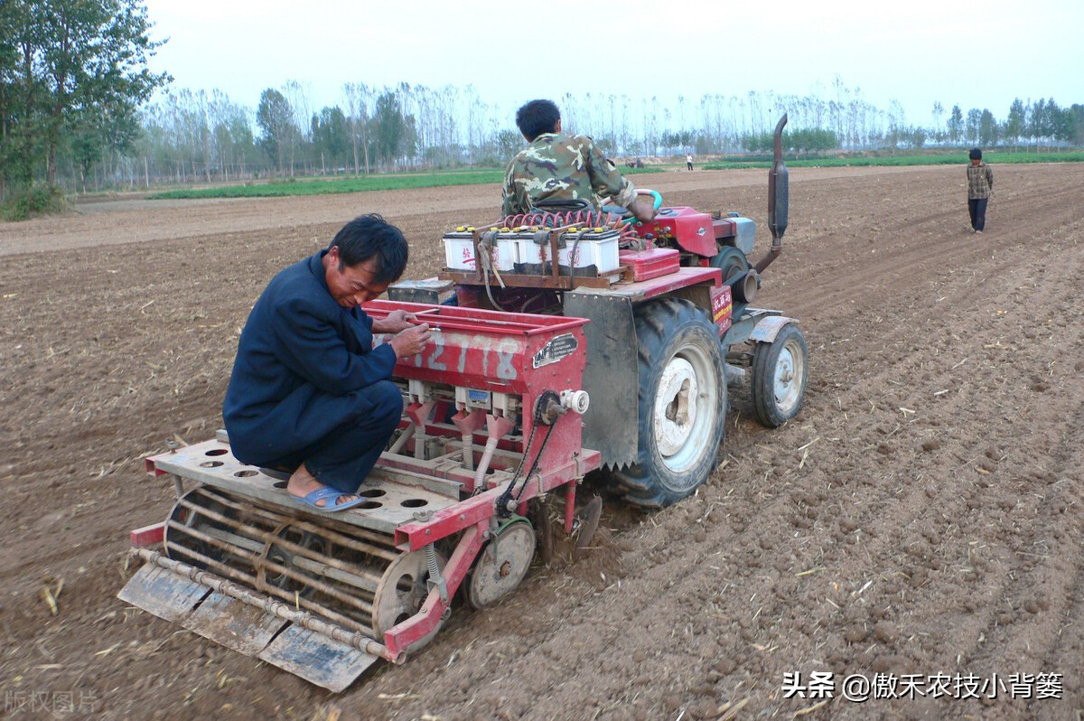 小麦早打和晚打有什么区别,小麦晚播品种能否早播