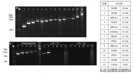PCR聚合酶链式反应,pcr中最常用的dna聚合酶是