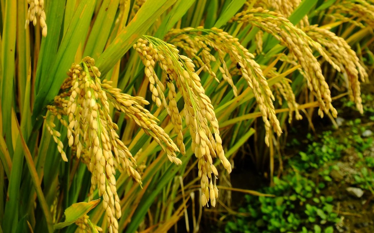 二十四节气秋分怎么样,24节气秋分四季轮回