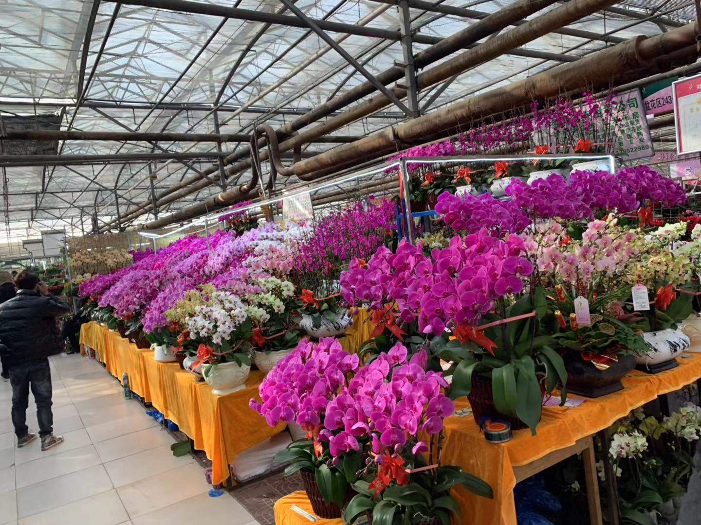 花卉市场旺季不旺的原因,花卉市场迎来销售高峰