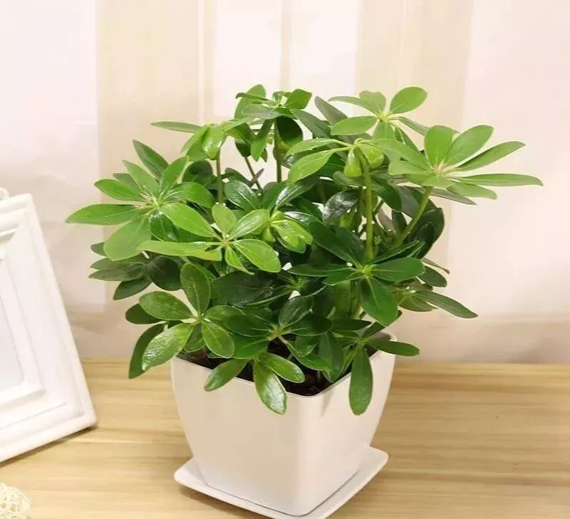 能吸甲醛的植物花卉,吸甲醛的十大植物有哪些