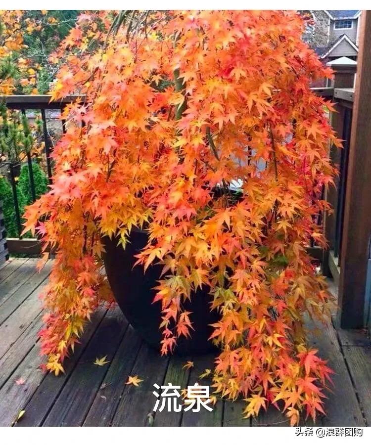 中式庭院藤类植物,枫树和紫藤