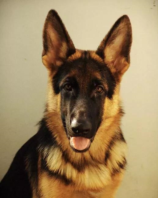 如何辨别一只标准的德国牧羊犬,最好的德国牧羊犬什么特征