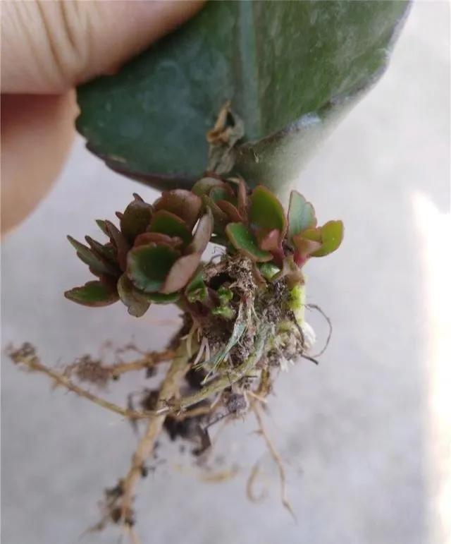 扦插花的养殖方法和技巧,养花扦插有妙招多肉