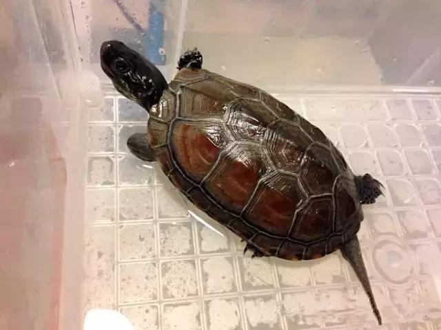 你知道乌龟能活多少岁吗,巴西涂了漆的龟能活多久