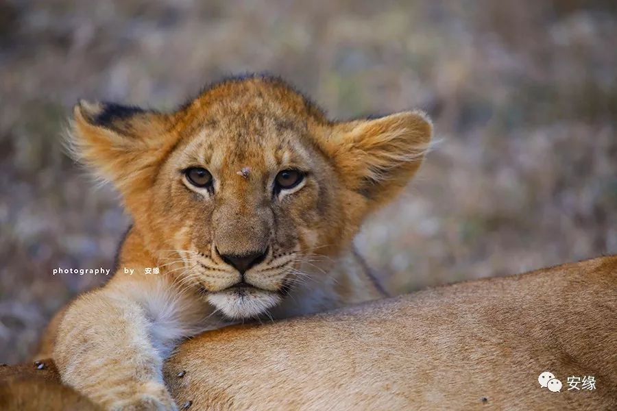 他，百亿富豪，常近乎全裸出现在公共视线里，却被英女王封为爵士