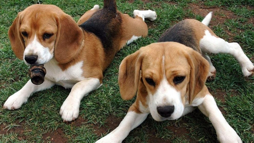 母比格犬什么时候来例假？