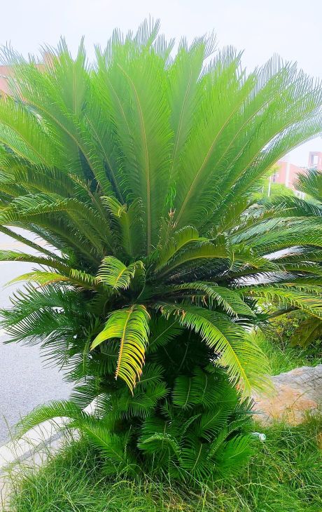 铁树分公铁树母铁树吗,铁树有雄铁树和雌铁树