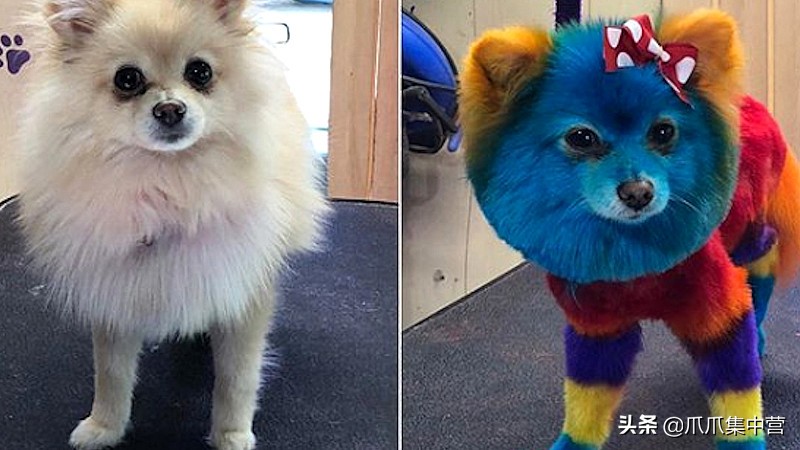 在马路上画只老虎把狗子吓坏了,狗画成老虎的模样吓跑了豹子