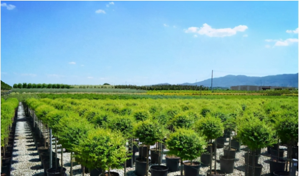 怎样能管理好一个苗圃,苗圃如何运营