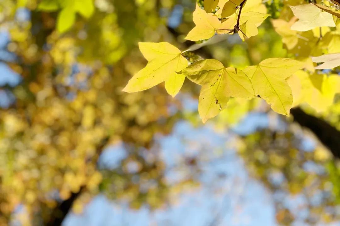 秋色正艳|掌握这6个小技巧，教你拍出绝美秋景