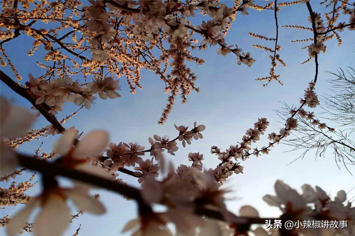 瀹夊Ξ钀芥按鍚庣殑鏁呬簨,瀹夊Ξ鑳屽悗鏁呬簨浠や汉娉洰