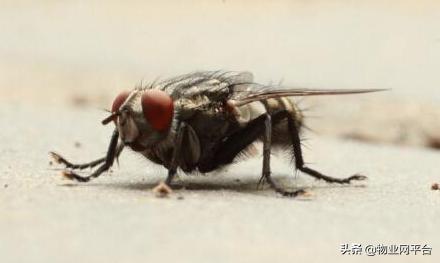 宿舍灭苍蝇比较有效,灭苍蝇最有效方法