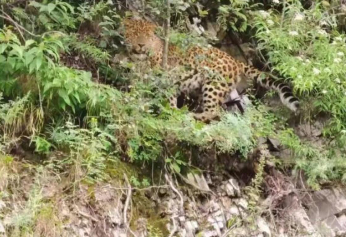 首次发现野生金钱豹,四川惊现野生金钱豹是真的吗