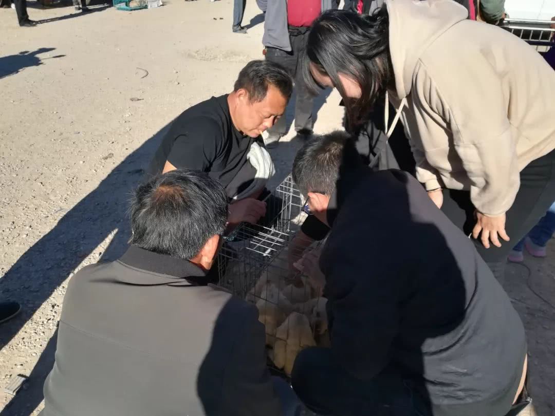 北京狗市黑色拉布拉多幼犬多少钱,在狗市上买400元的拉布拉多犬视频