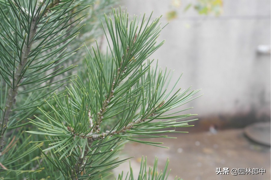 松树上老滴油怎么办,松树为什么往下滴粘液