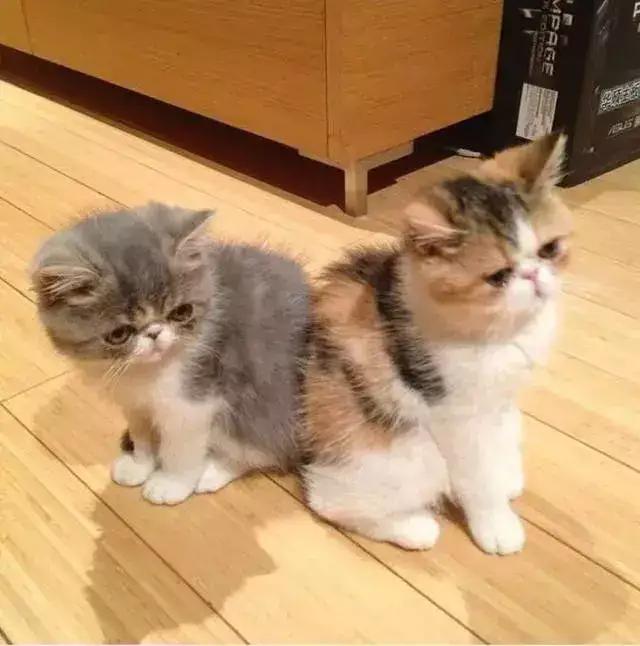 王思聪的宠物柯尔鸭,王思聪宠物猫咪