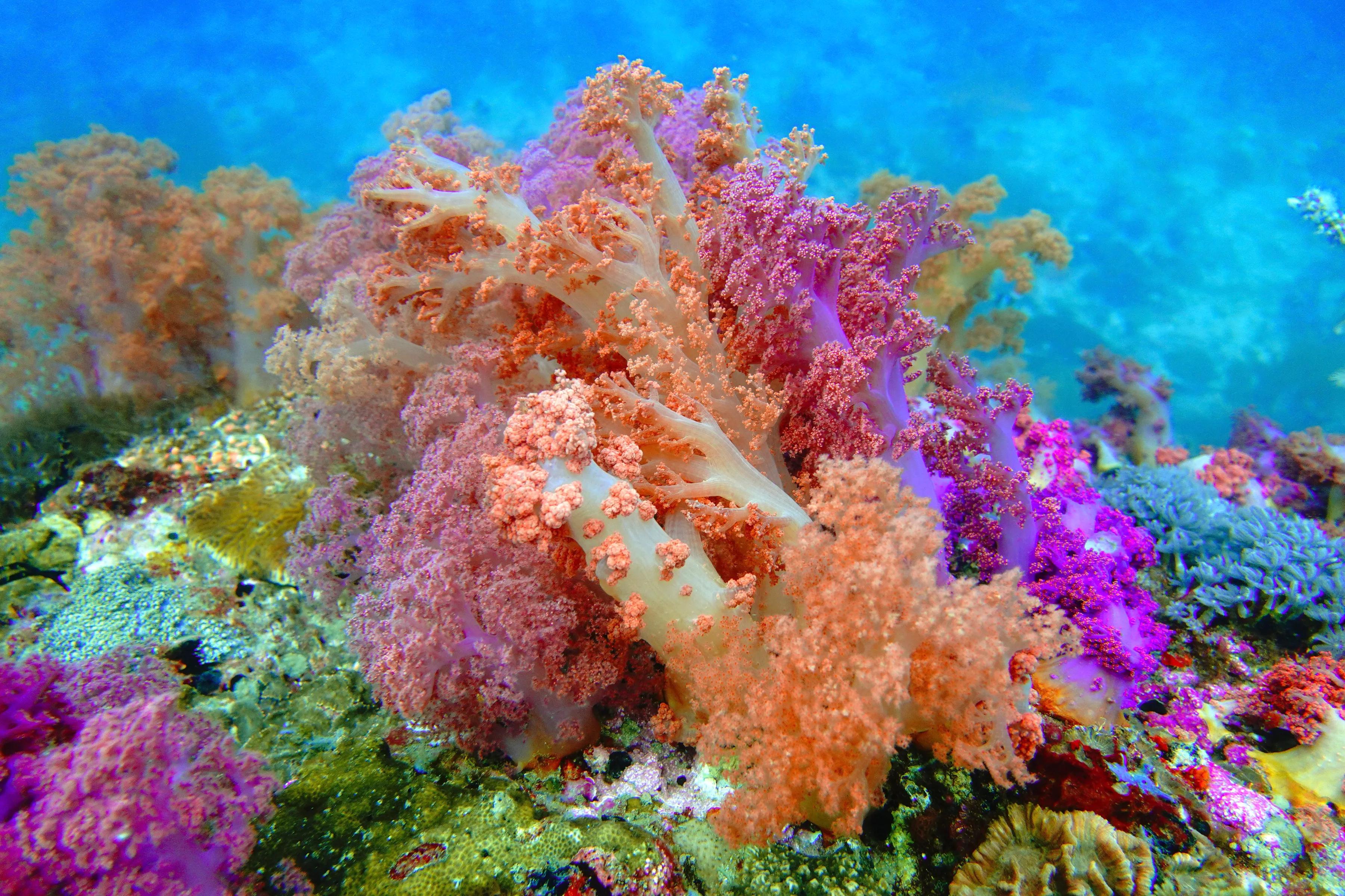 软珊瑚贵吗,软珊瑚红粉