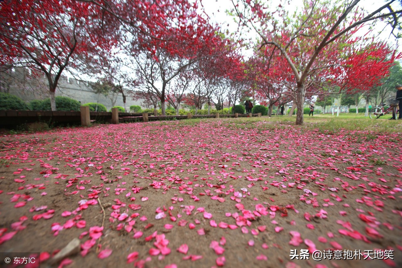 经典咏流传董卿康震,王立群经典诗词100首