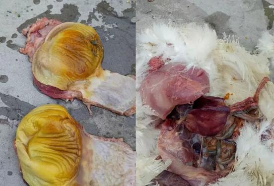 鸡肝脏破裂出血怎么救治,鸡肝脏破裂是什么病