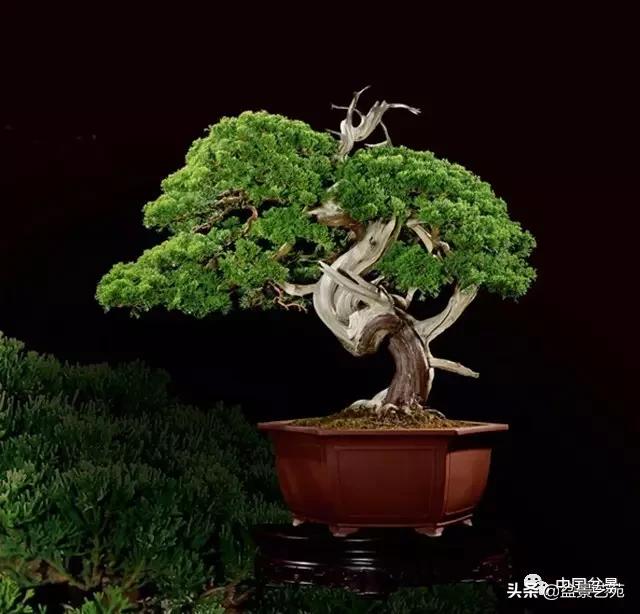 西泠印社砚台最高价拍卖记录,杭州西泠拍卖盆景