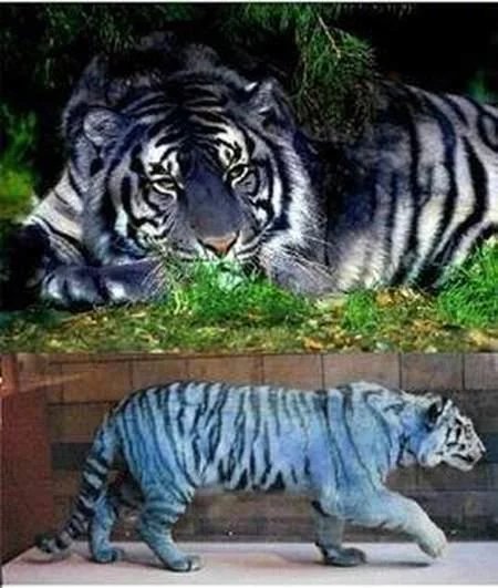 地球十大巨型未知生物,地球未知生物档案解密