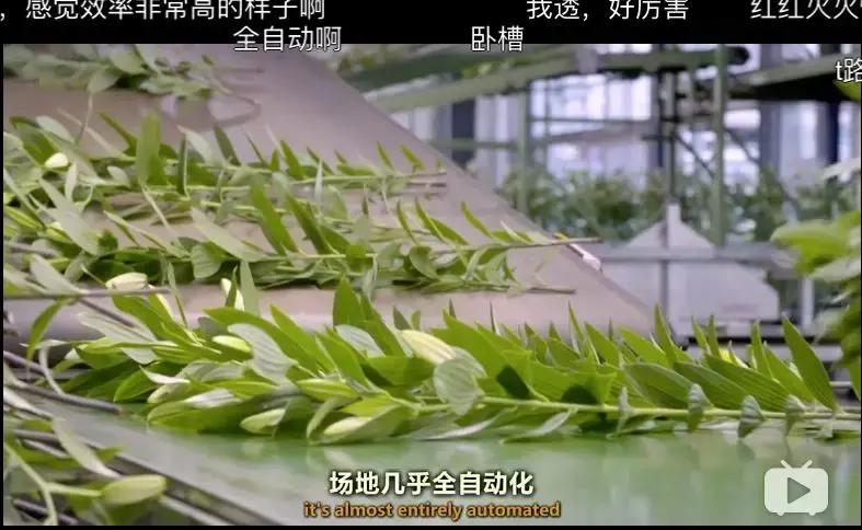 bbc中国探秘纪录片,bbc探秘印尼爪哇古洞