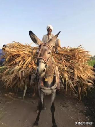 埃及旅行安全吗,埃及旅行后感悟