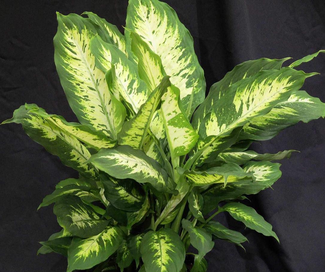 适合放在楼梯角落的植物,适合摆客厅角落的大型植物