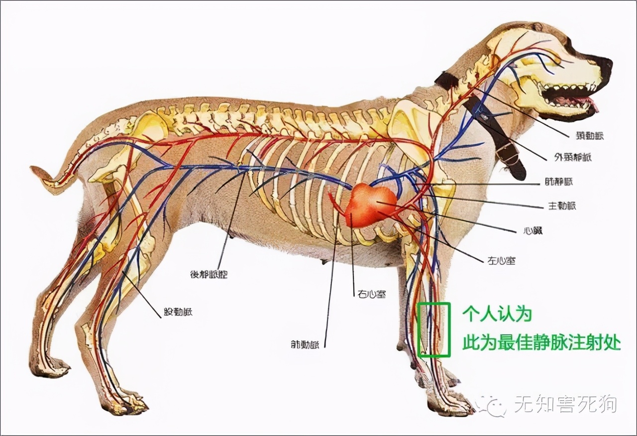怎么给小狗打针打吊瓶,在家怎么给小狗狗打疫苗
