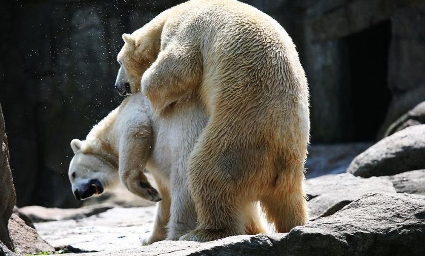 北极熊捕杀海豹的视频,北极熊捕杀海豹的真实过程