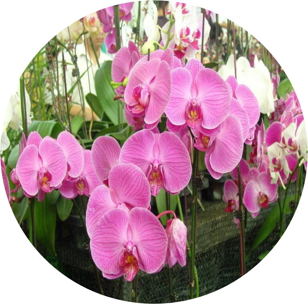 菊竹梅兰图欣赏,花中四君子的兰花图片