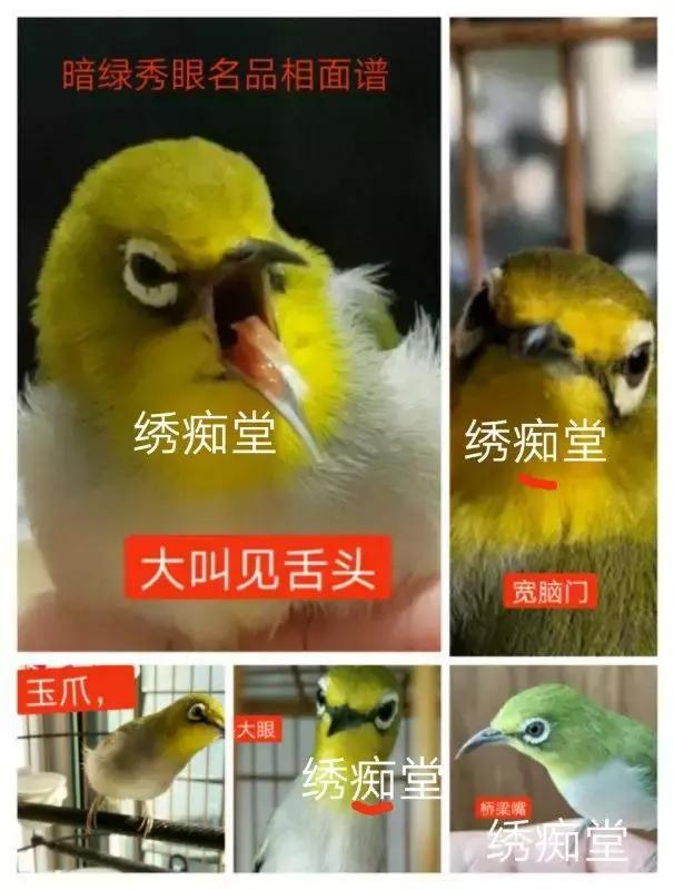 纹绣的基本知识和理论,养绣眼讲究