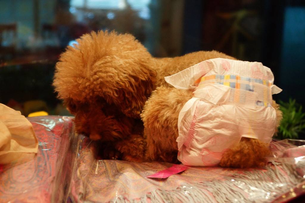 狗狗发情期如何应对？4招教你全面呵护