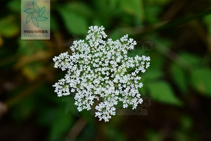 藁本神农本草经,神农本草经葛根原文